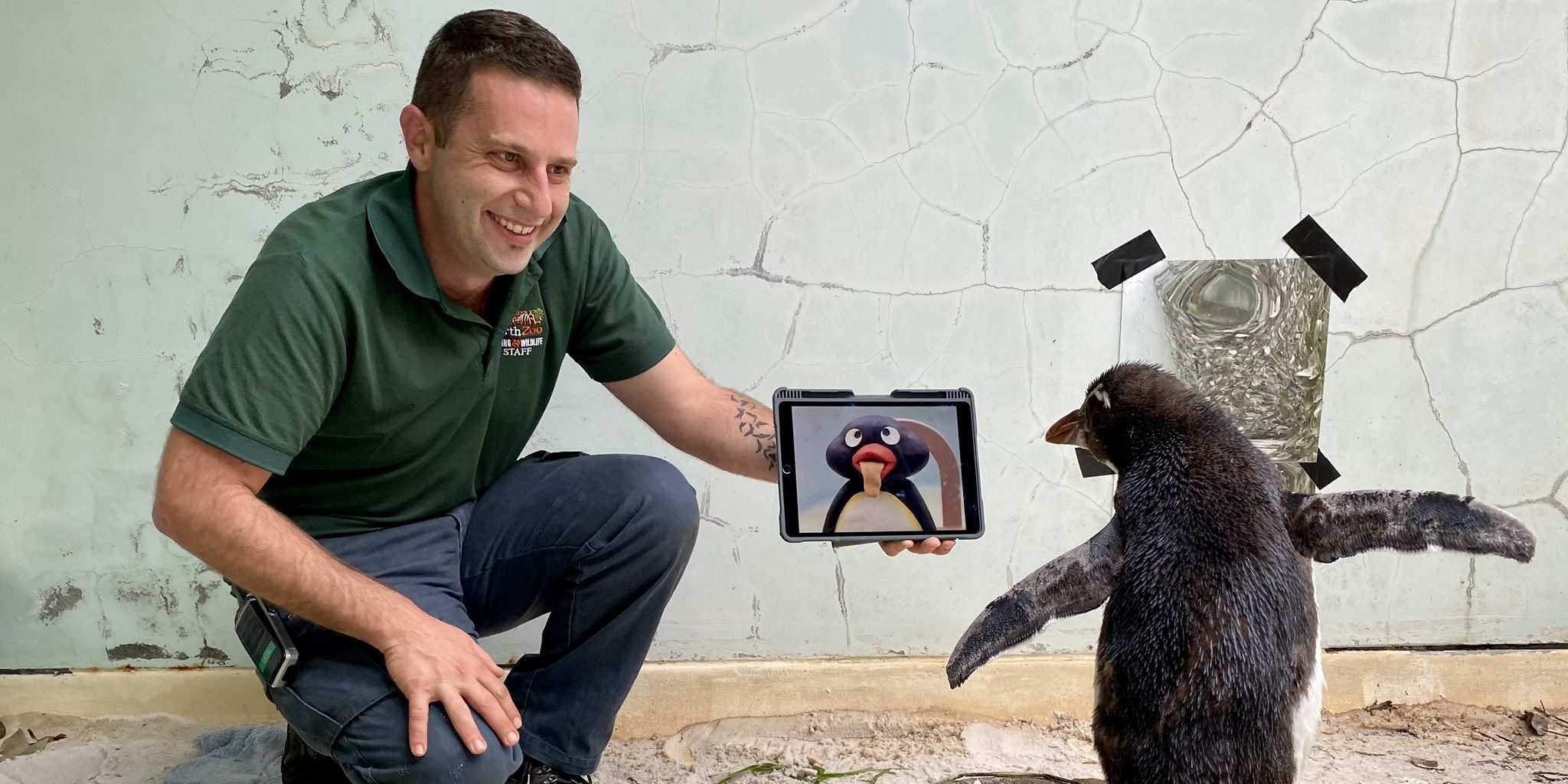 Image depicting endangered penguin Pierre watching cartoon