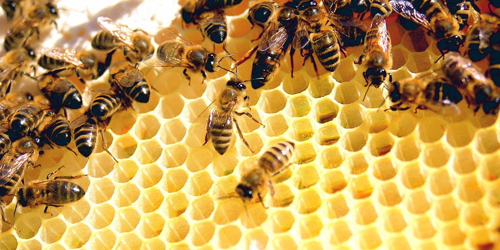 image depicting Smart tech can help save the world's honey bees, kids newspaper