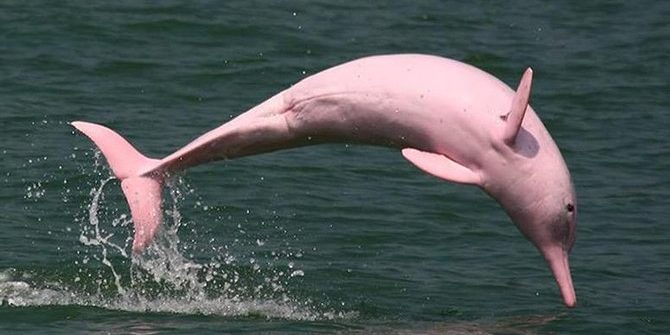 image depicting Pink dolphins are having fun in Hong Kong due to less water-traffic
