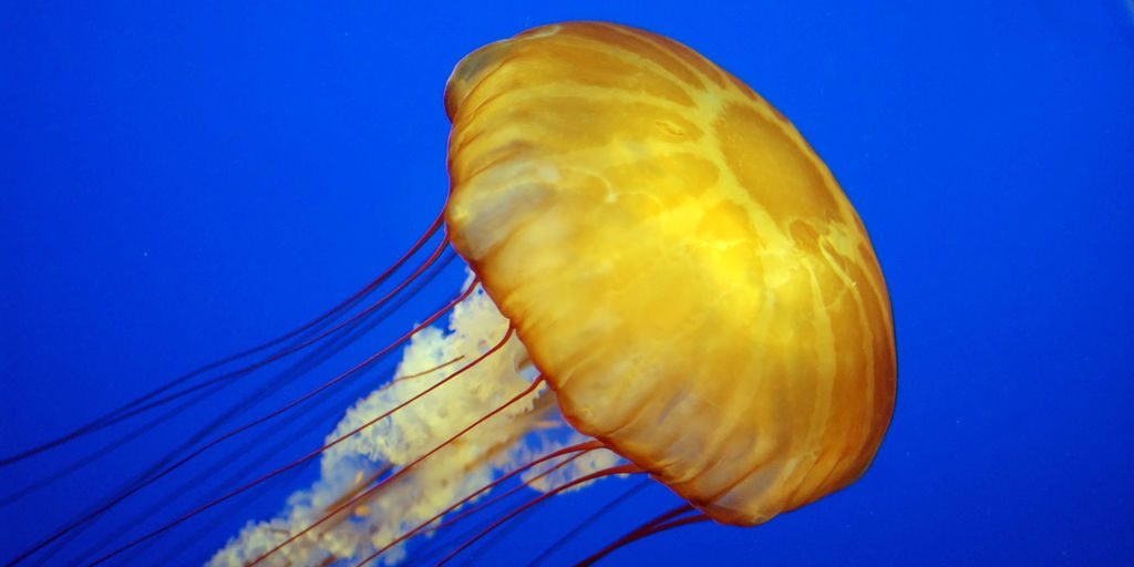 image depicting jellyfish as seafood, kids newspaper
