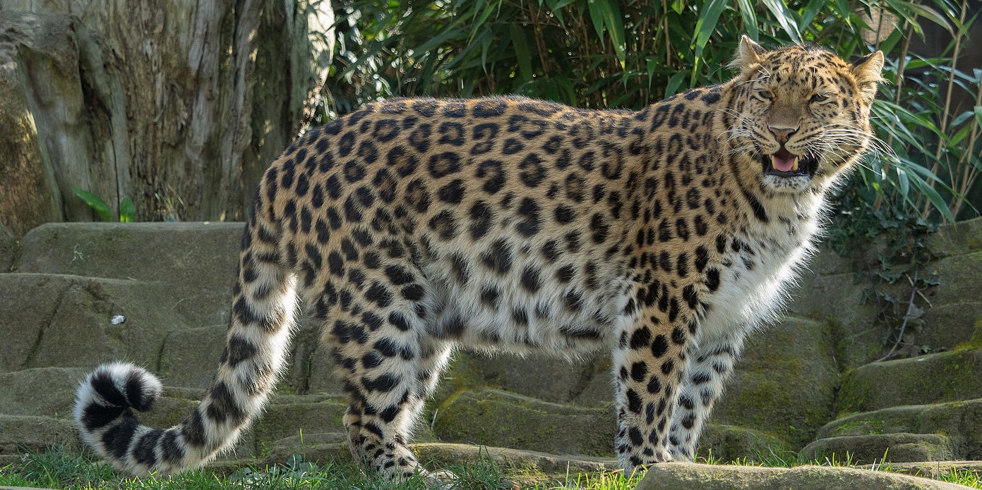 Image depicting rarest big cat the Amur leopard