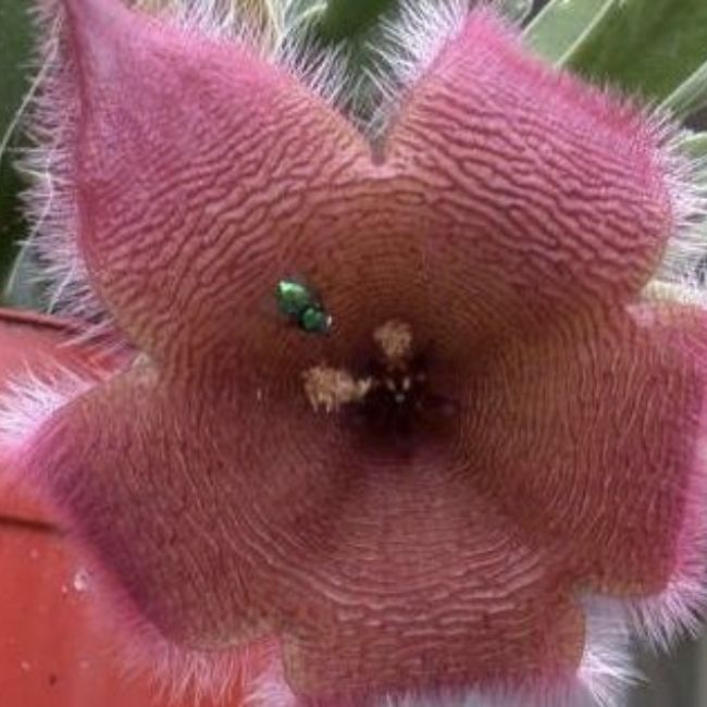 Image depicting Starfish flower - Unique Plants!
