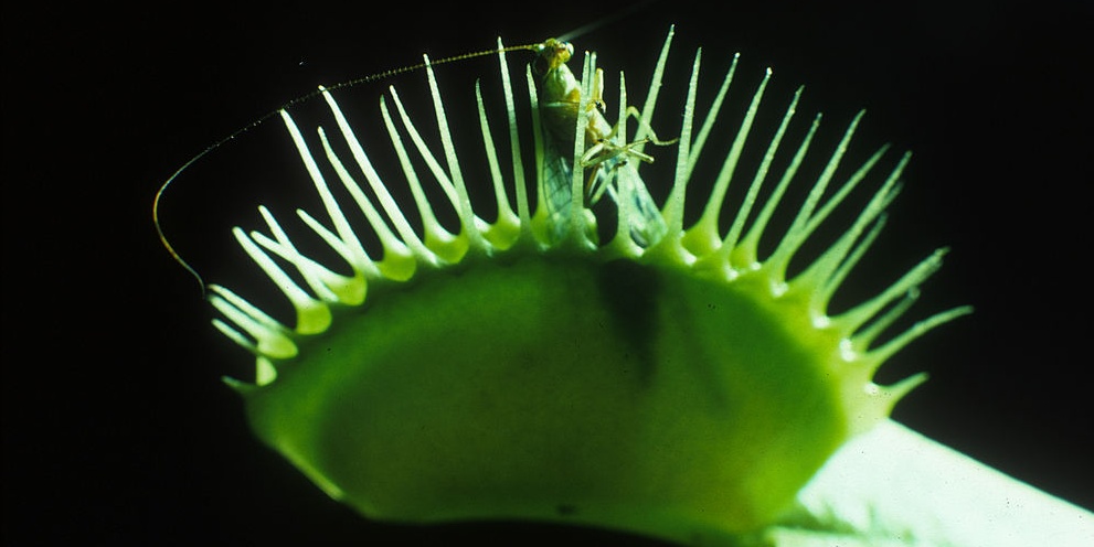 Image depicting The flower that eats insects - Venus flytrap