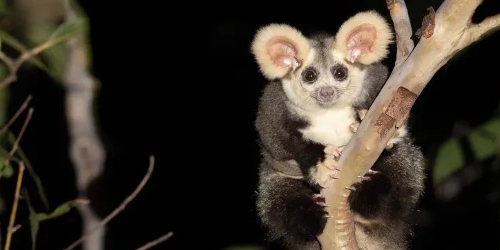 Image depicting great glider whose new marsupial species has been discovered