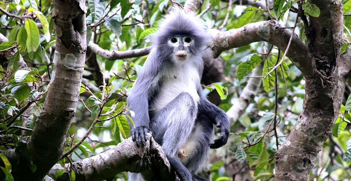 Image depicting new monkey species called Popa Langur