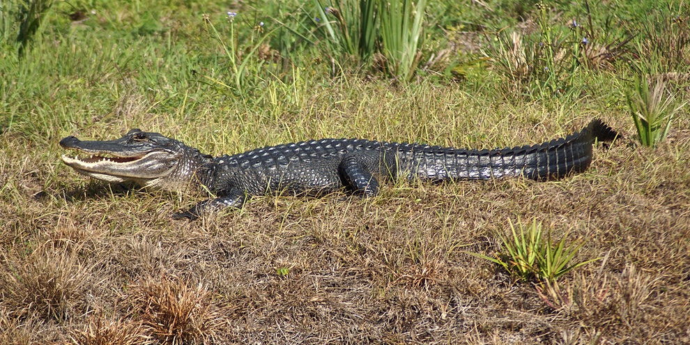 image depicting Alligators can regrow their tails too, like lizards