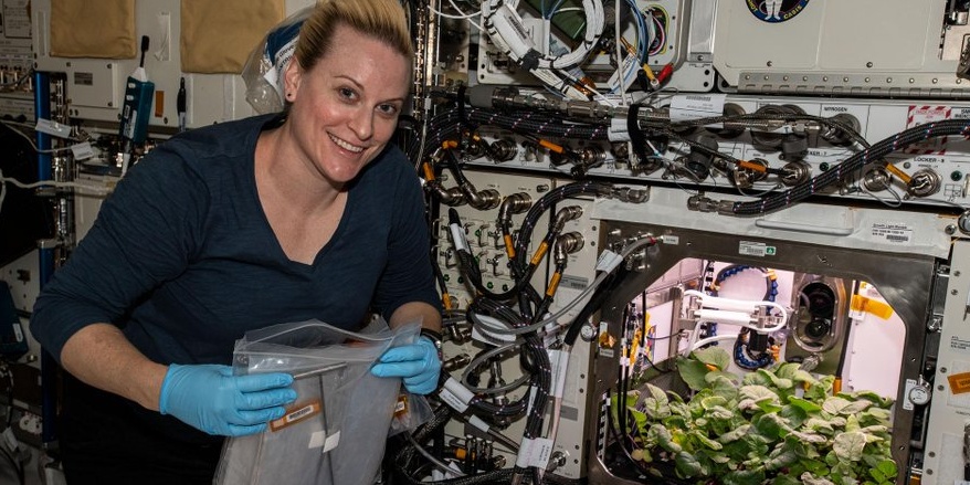 Image depicting vegetables in space as radishes grow on the ISS