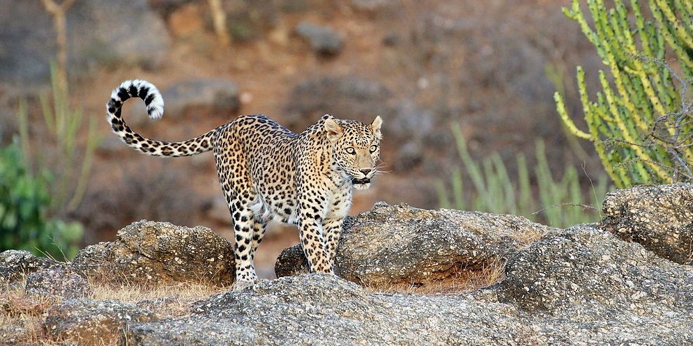 India's leopard count jumps 63% in just 4 years