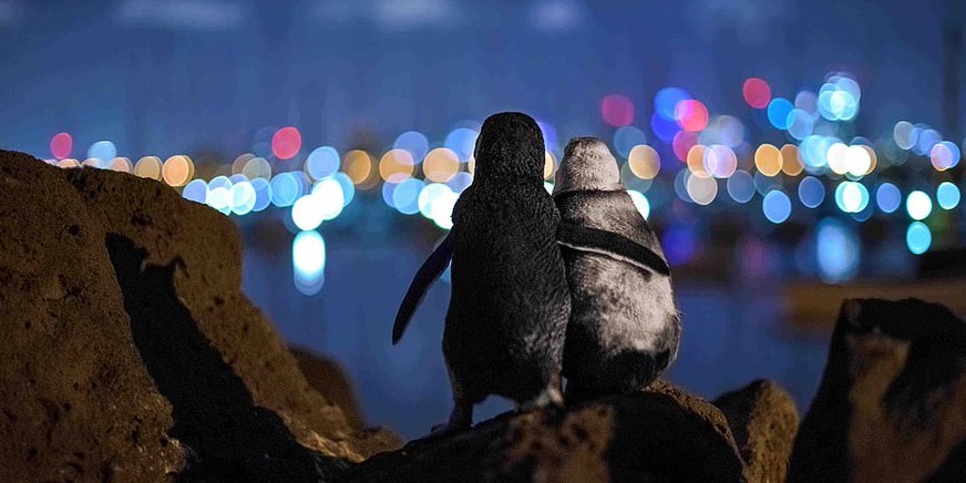 image depicting Lonely penguins hugging each other wins at photography awards