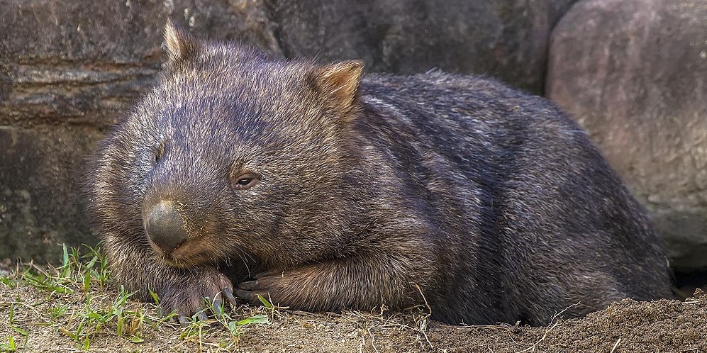 Image depicting Animals: Why wombats have cube-shaped poo