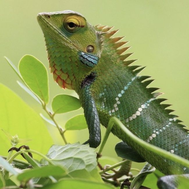 Image depicting Easy Explainer: Why do chameleons change colours?