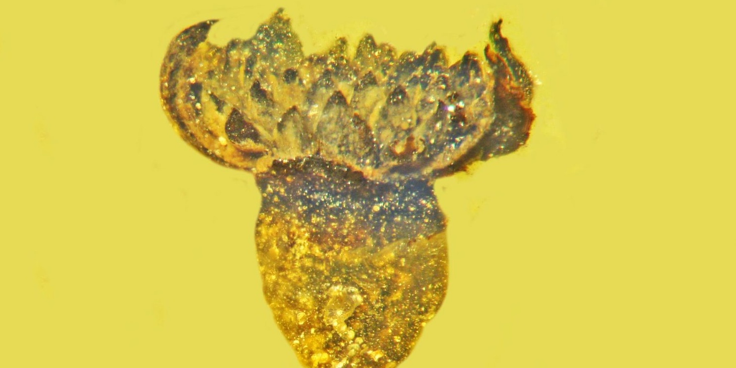 image depicting See flower in amber from 100 million years ago