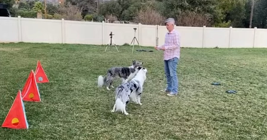 Image depicting two dogs set world record for most tricks performed in a minute