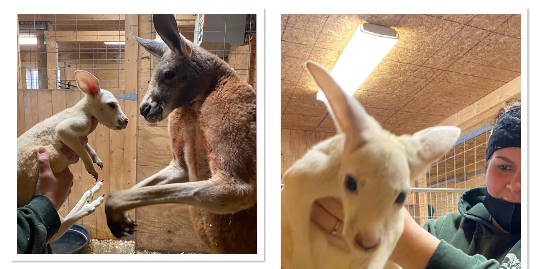 Image depicting rare white baby kangaroo or joey born in American zoo