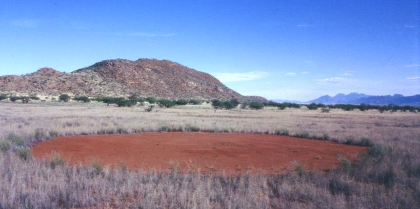 image depicting Toxic plant causes fairy circles in African desert