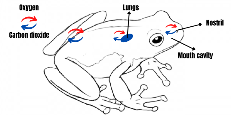 Frogs drink and breathe through their skin | Curious Times