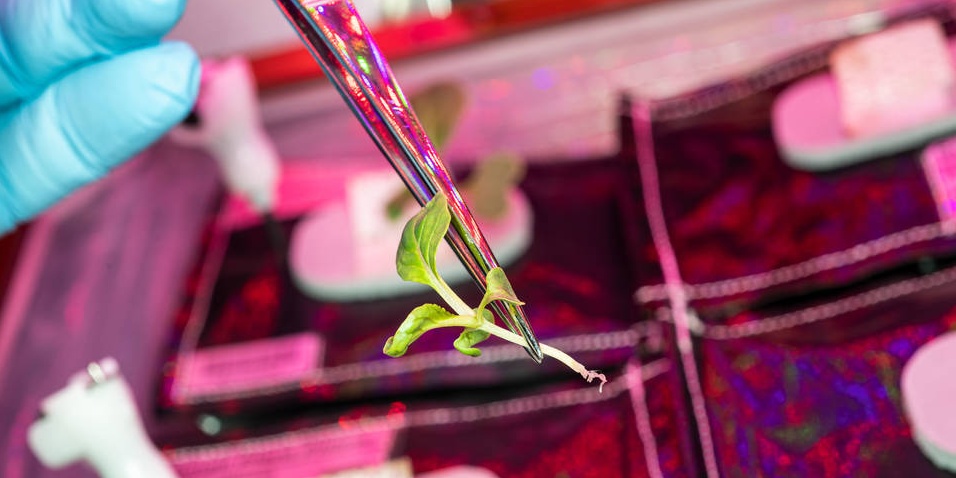 Image depicting first-ever 'plant transplant' on the International Space Station