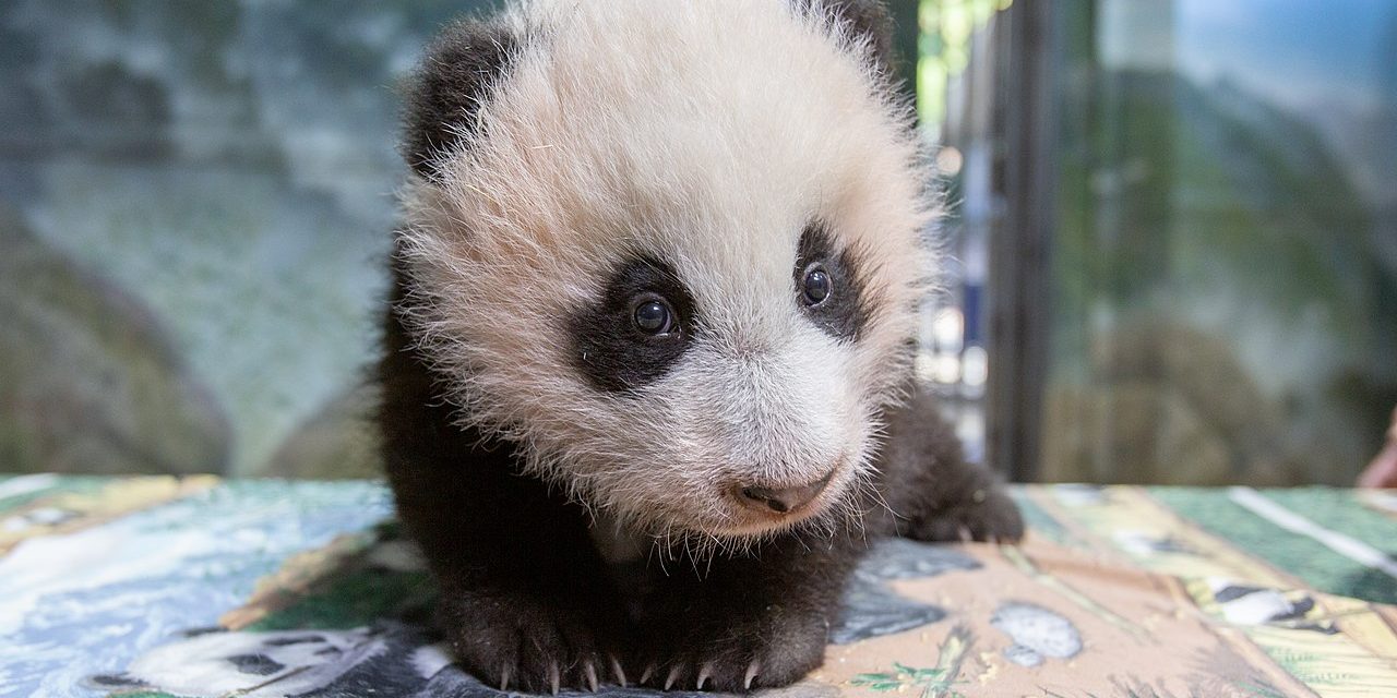 Image depicting Cute panda cub Xiao Qi ji meets the world
