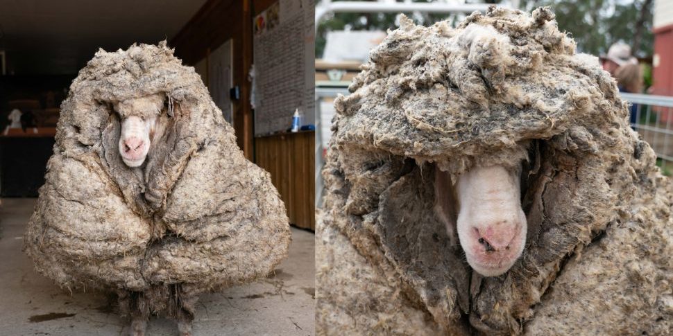 image depicting Baarack the overgrown sheep gets an amazing haircut