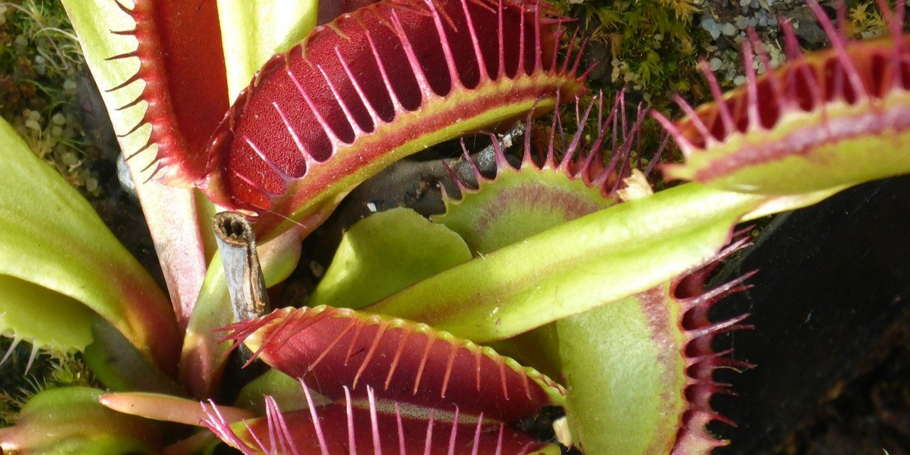 image depicting Amazing nature: Are some plants carnivorous?