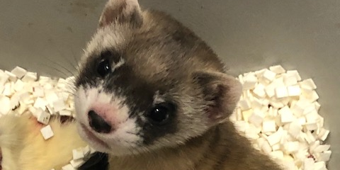 image depicting Highly endangered ferret cloned from 33-year-old DNA