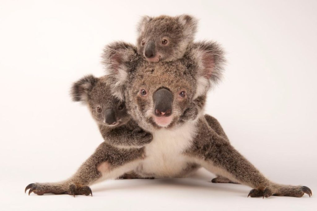3 legged koala