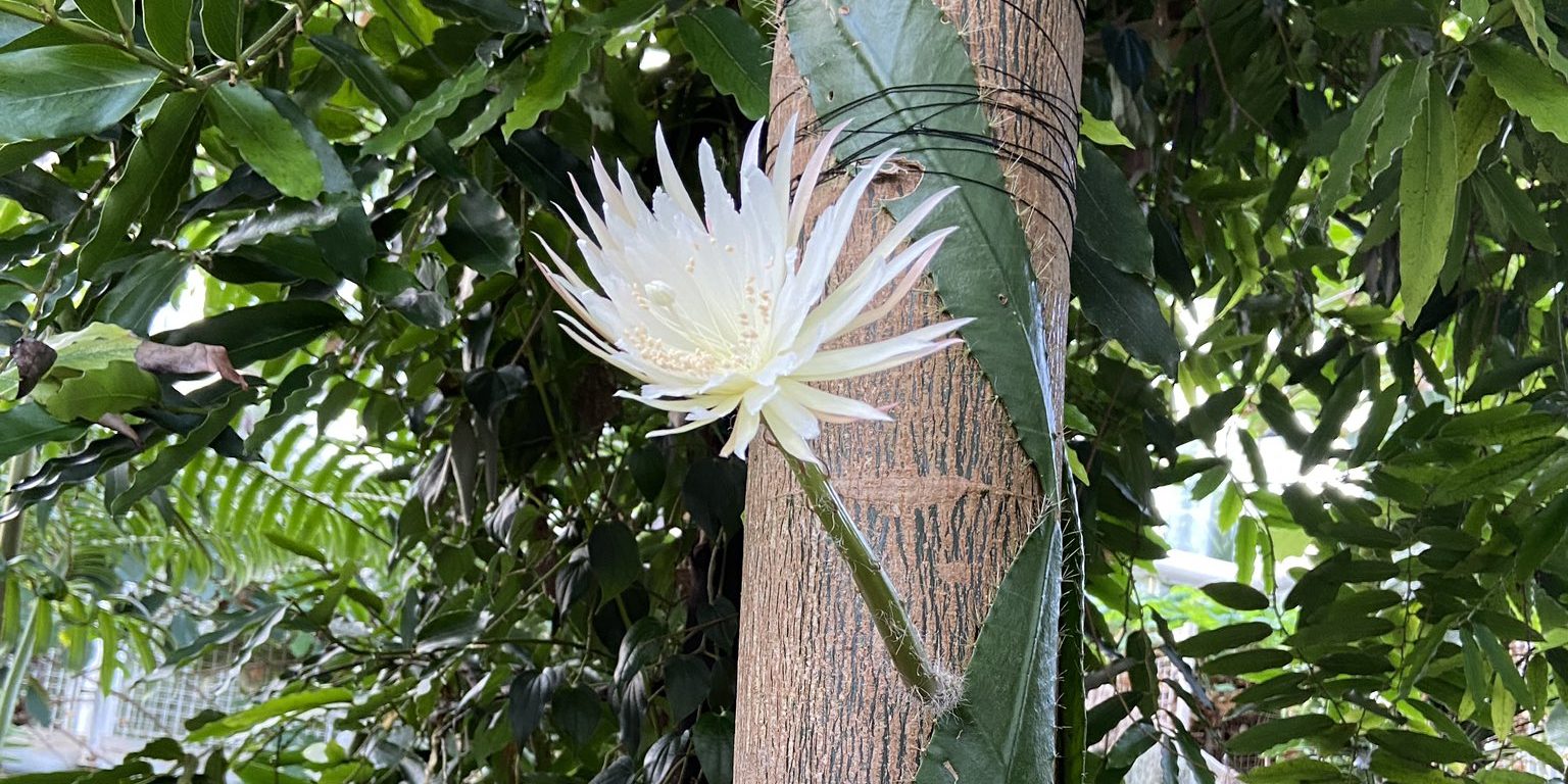 image depicting Rare moonflower cactus from Amazon blooms for just 12 hours