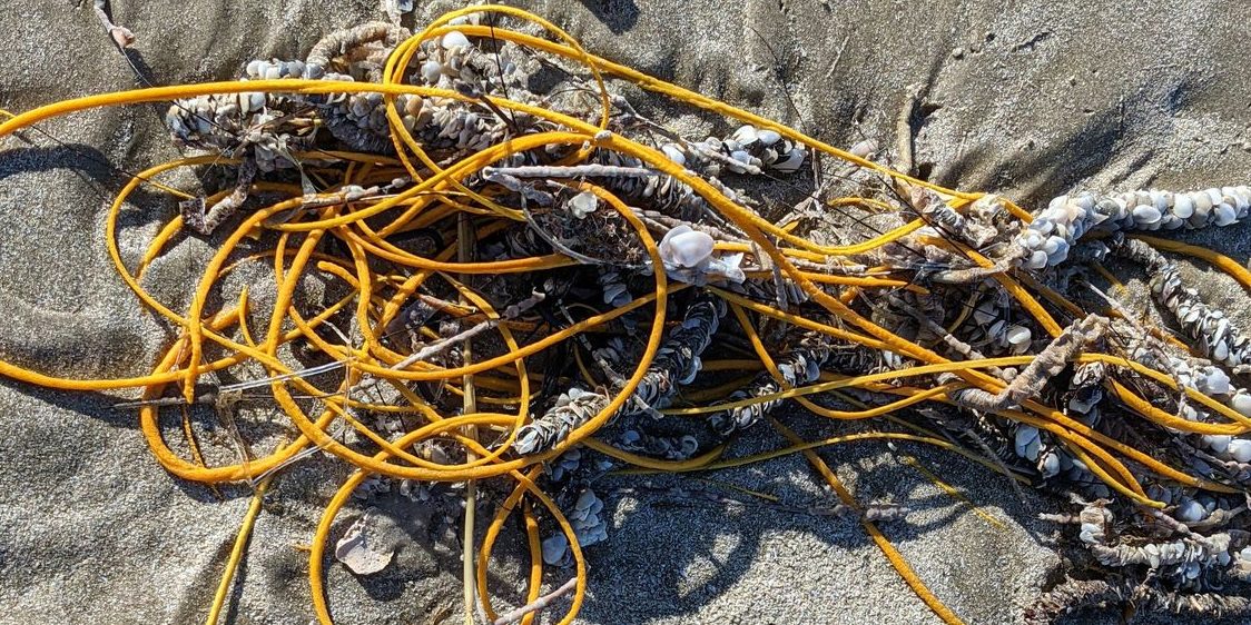 image depicting 'Pile of rope' found on the beach turns out to be a sea creature