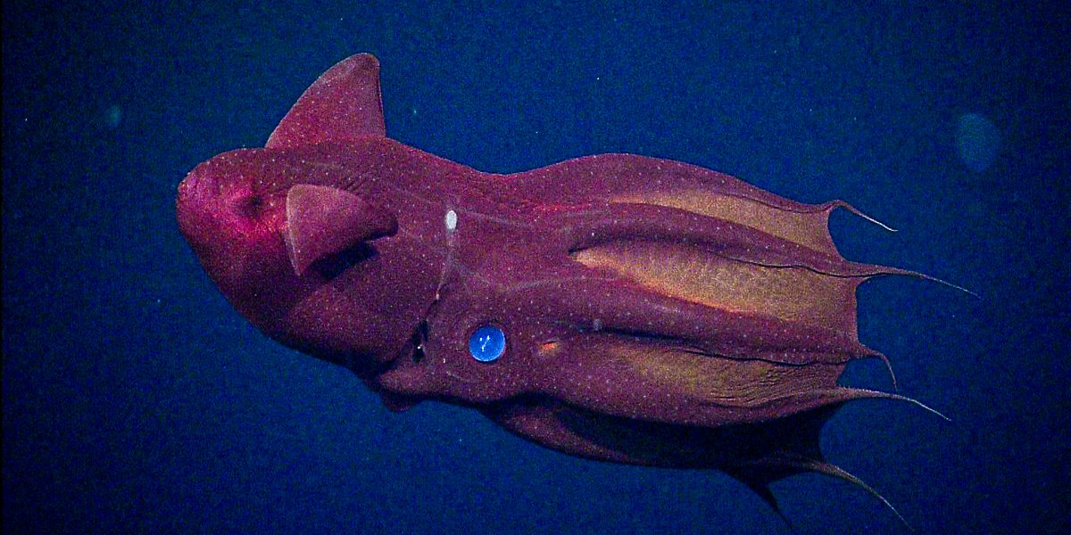 image depicting Long-lost fossil turns out to be a 30-million-year-old 'vampire squid', vampire squids