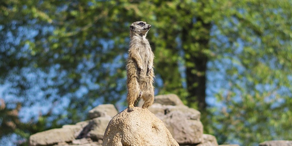 Image depicting meerkats, as in, Meerkats behave better when zoo visitors are around
