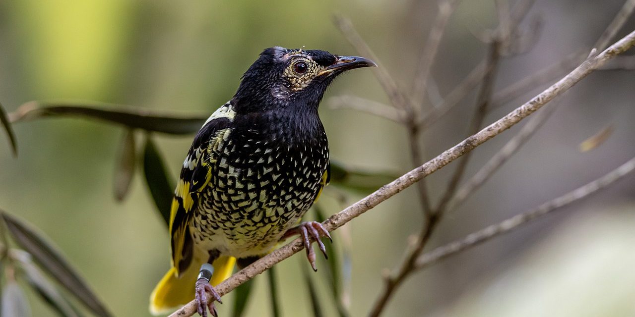Image depicting songbird, as in, Rare Australian songbird is forgetting how to sing its own song
