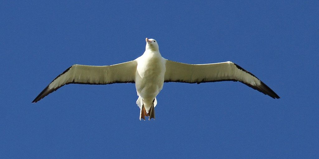 image depicting Bird's funny landing caught live on camera