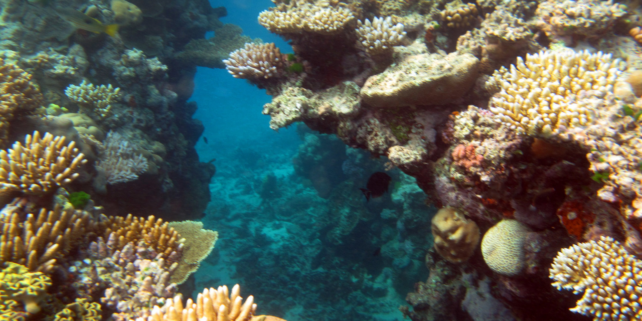 Image depicting The Great Barrier Reef is actually living, coral reefs