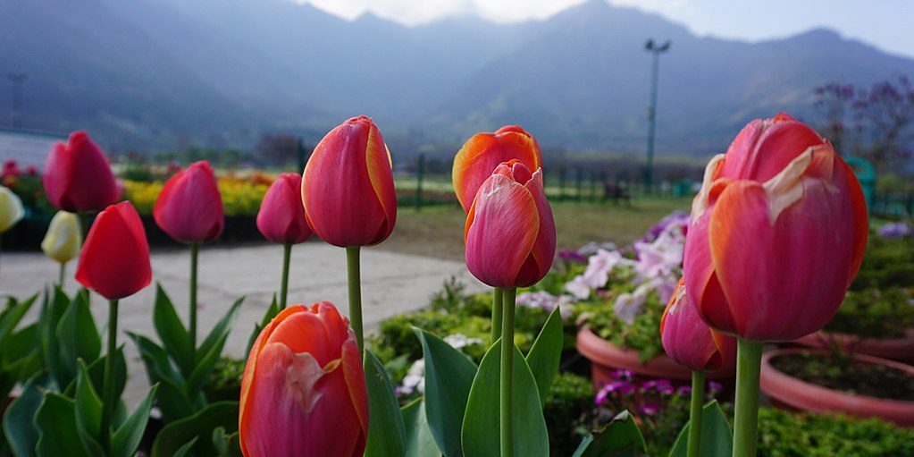 Image depicting Asia's largest tulip garden in Kashmir opens for visitors