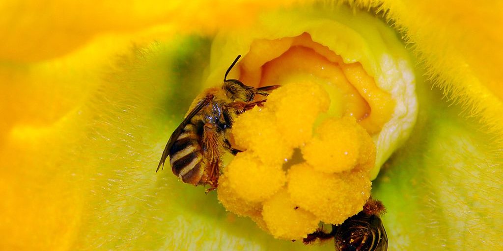 image depicting Study says pesticides reduce wild bee reproduction by 89%