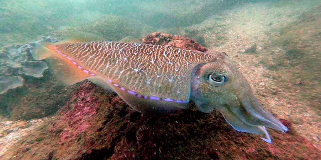 Image depicting Cuttlefish show they're as smart as children by passing 'marshmallow test'