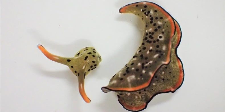 Image depicting sea slugs, as in, Only a head with no body? It's not a problem for these sea slugs