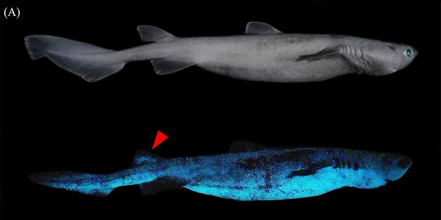 image depicting This deep-sea shark is the world’s largest glowing shark