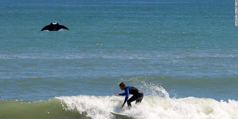 Image depicting giant manta ray, as in, A giant manta ray photobombs a surfer in Florida