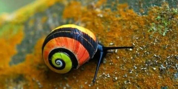 Image depicting The world's 'most beautiful snail' - Polymita
