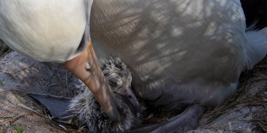 Image depicting bird, as in, World's oldest known wild bird has new chick at age of 70