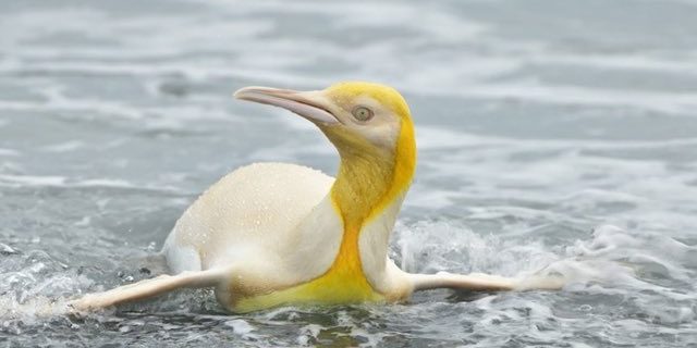 Image depicting penguin, as in, Rare, yellow penguin photographed for the first time ever