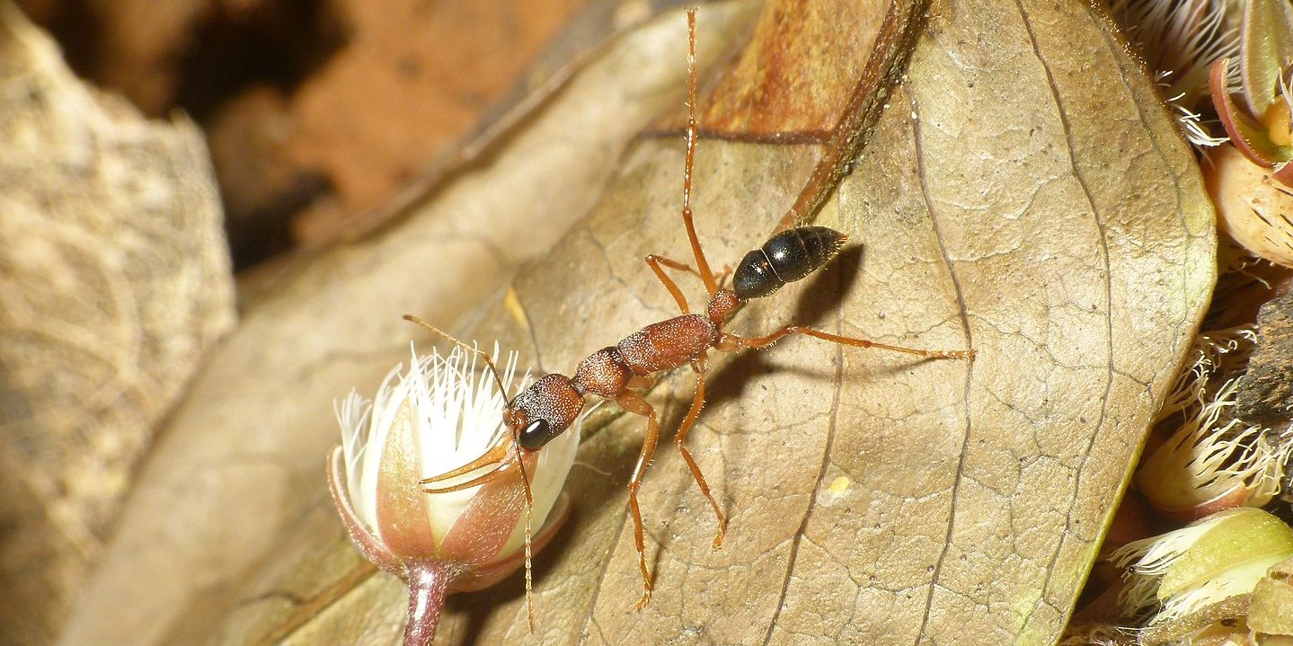 Image depicting ant, as in, This ant's brain can grow smaller or bigger