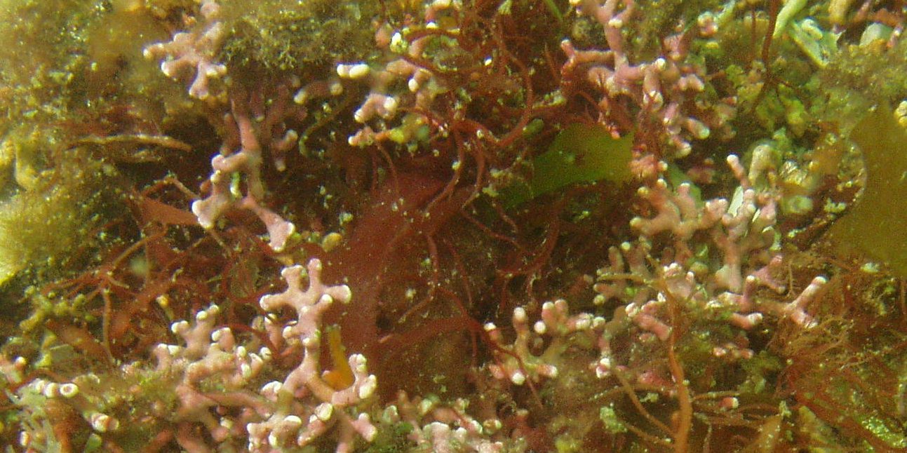 Image depicting algae, as in, Scientists discover unique algae in Cornwall, England