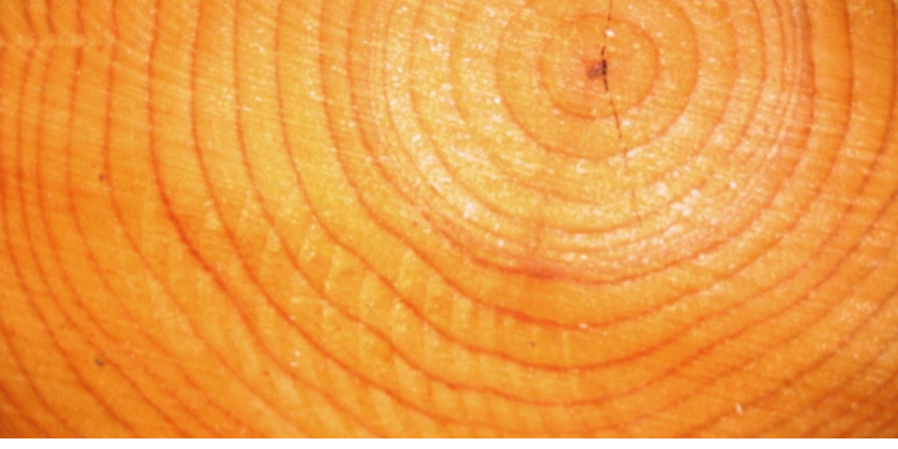 Tree Rings on the Tree, Like a Tree Chronicle Stock Image - Image of  begins, beauties: 139721465