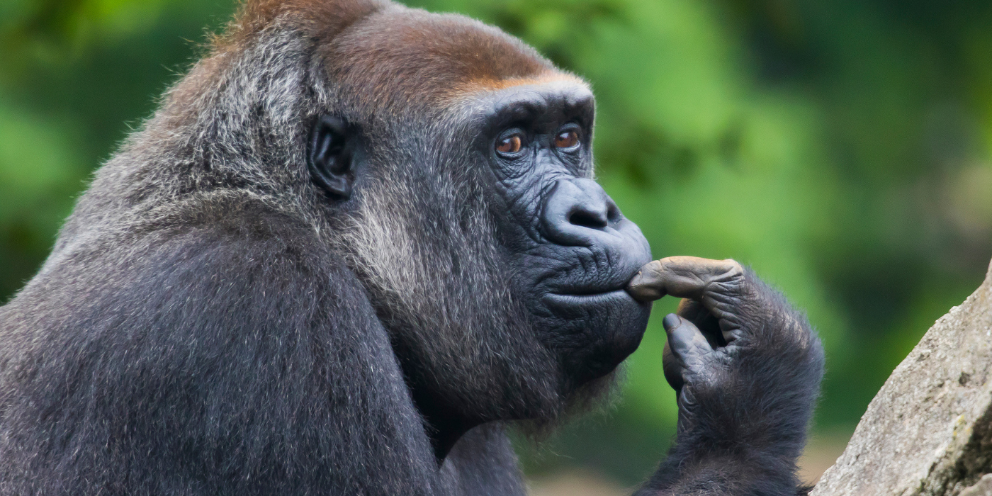 Image depicting gorilla to explain why gorillas beat their chest