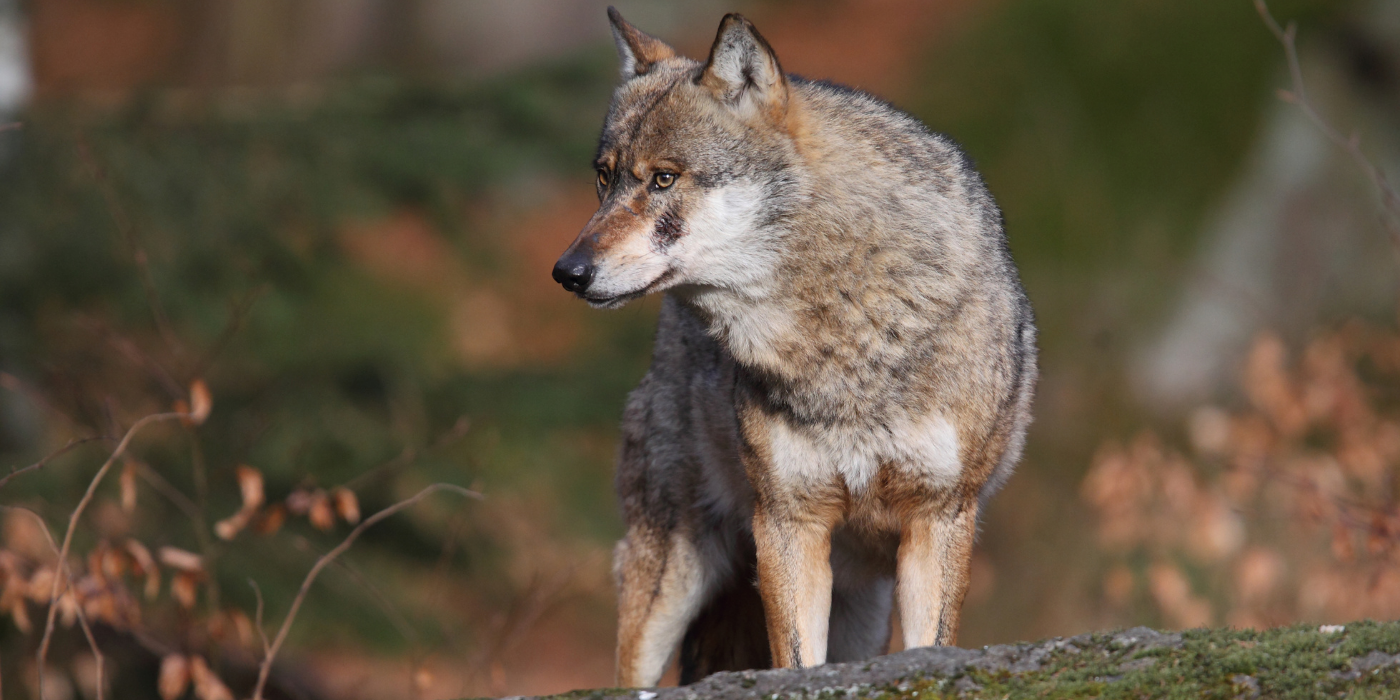 Image depicting wolf, as in, Watch a video: A wild wolf's day in the forest