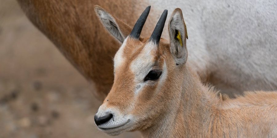 Image depicting Zoo in England celebrates the birth of rare antelope calf