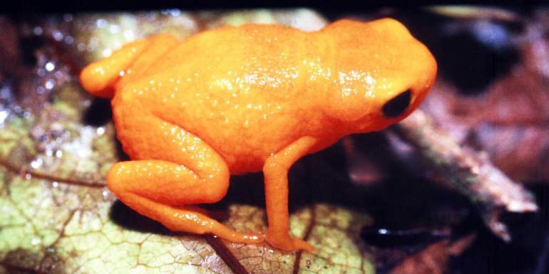 Image depicting frog, as in, Watch a video: This tiny frog is the colour of orange soda