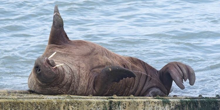 image depicting Naughty Wally the Walrus tries to board fishing boat